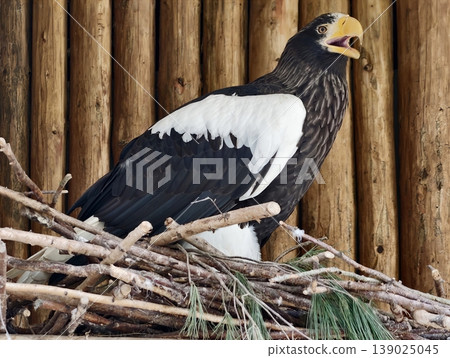 Raptor Guarding Nest Surroundings. Perched Bird Displaying Cry And Defensive Behavior Near Nest Resources 139025045
