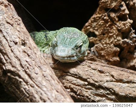 Camouflaged Reptile Among Branches. Secretive Green Lizard Concealed Within Tree Bark Peering Through Gaps Camouflaged Reptile Among Branches. Secretive Green Lizard Concealed Within Tree Bark Peering Through Gaps 139025047