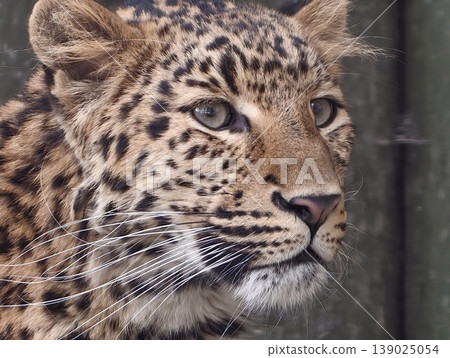 Elegant Leopard With Intense Stare. Untamed Jaguar Displaying Confidence And Commanding Presence 139025054