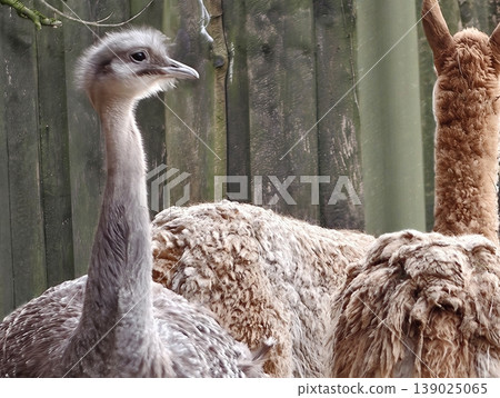 Peaceful Bird Scene. Calm Rhea With Complex Feather Arrangement Standing Against Old Rustic Wooden Backdrop Peaceful Bird Scene. Calm Rhea With Complex Feather Arrangement Standing Against Old Rustic Wooden Backdrop 139025065