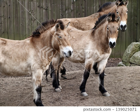 Horses By Fence. Group Of Stocky Brown Horses Near Fence With Natural Background And Focused Gaze Horses By Fence. Group Of Stocky Brown Horses Near Fence With Natural Background And Focused Gaze 139025071
