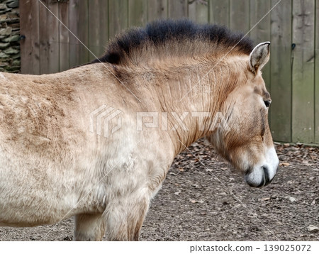 Portrait Of Peaceful Przewalski Horse With Dark Mane And Proud Stance In Protected Habitat Portrait Of Peaceful Przewalski Horse With Dark Mane And Proud Stance In Protected Habitat 139025072