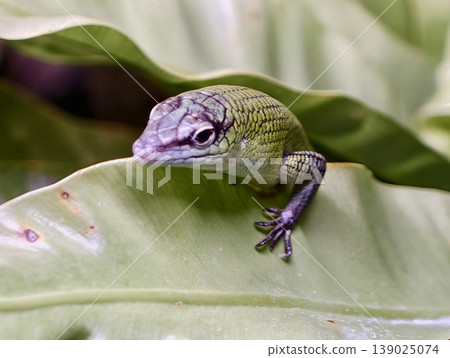 Detailed View Of Arboreal Lizard With Delicate Toes Gripping Broad Leafy Surface In Natural Setting Detailed View Of Arboreal Lizard With Delicate Toes Gripping Broad Leafy Surface In Natural Setting 139025074