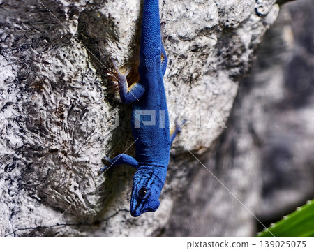 Colorful Reptile Portrait. Bright Blue Lizard Clings Tightly. Lively Blue Lizard Stuck On Rugged Cliff Face Colorful Reptile Portrait. Bright Blue Lizard Clings Tightly. Lively Blue Lizard Stuck On Rugged Cliff Face 139025075