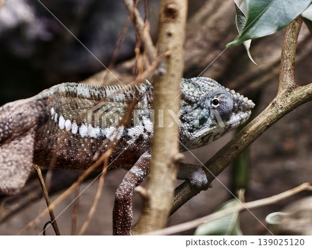 Stealthy Rainforest Creature. Camouflaged Reptile Observes Environment From Within Lush Foliage Stealthy Rainforest Creature. Camouflaged Reptile Observes Environment From Within Lush Foliage 139025120