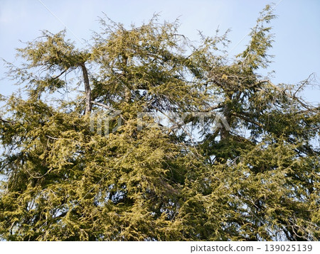 Sunshine Over Lush Conifers. Calm Outdoor Setting Showcasing Vibrant Greenery During Sunset Hours Sunshine Over Lush Conifers. Calm Outdoor Setting Showcasing Vibrant Greenery During Sunset Hours 139025139