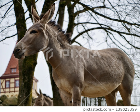 Farm Animal Portrait. Tranquil Domestic Donkey Captured In Rural Setting With Natural Backdrop Farm Animal Portrait. Tranquil Domestic Donkey Captured In Rural Setting With Natural Backdrop 139025359