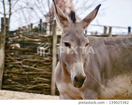 Farm Animal Portrait. Tranquil Domestic Donkey Captured In Rural Setting With Natural 139025362