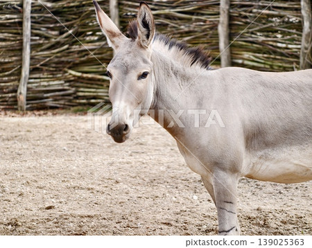Farm Animal Portrait. Tranquil Domestic Donkey Captured In Rural Setting With Natural 139025363