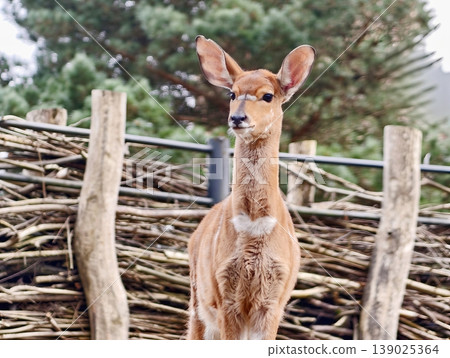 Playful Fawn Observes Camera Closely. Young Deer With Striped Coat Gazes Attentively At Camera Lens 139025364