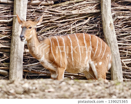 Vividly Striped Antelope By Woven Barrier. Colorful Antelope Stands Alert Near Rustic Woven Fence Vividly Striped Antelope By Woven Barrier. Colorful Antelope Stands Alert Near Rustic Woven Fence 139025365