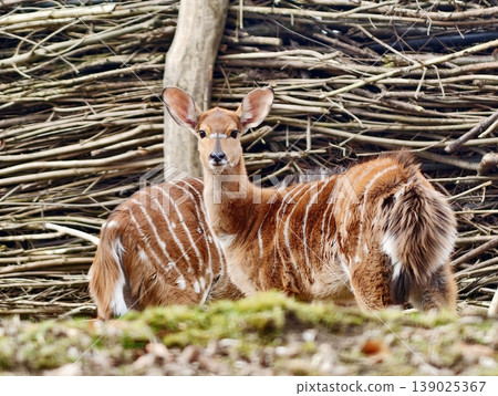 Calm Young Animal Resting Peacefully. Tranquil Young Bongo Animal Relaxing In Nature Environment Calm Young Animal Resting Peacefully. Tranquil Young Bongo Animal Relaxing In Nature Environment 139025367