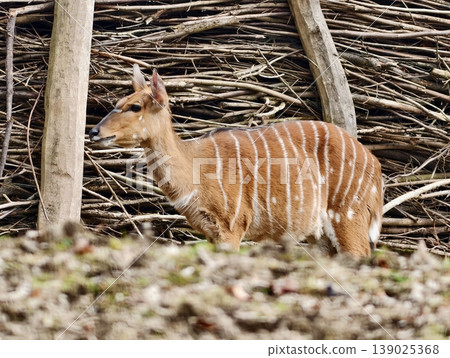 Young Antelope Remains Vigilant While Exploring Daytime Surroundings Near Woven Fencing And Blurred Trees Young Antelope Remains Vigilant While Exploring Daytime Surroundings Near Woven Fencing And Blurred Trees 139025368
