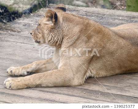 Calm Tawny Feline Resting. Graceful Lioness Lying Calmly On Wooden Platform With Intense Gaze Calm Tawny Feline Resting. Graceful Lioness Lying Calmly On Wooden Platform With Intense Gaze 139025377