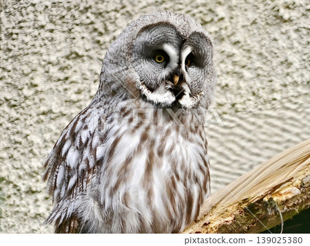 Portrait Of Majestic Grey Owl Against Wall. Closeup Shot Capturing Owl Perched On Textured Surface Portrait Of Majestic Grey Owl Against Wall. Closeup Shot Capturing Owl Perched On Textured Surface 139025380