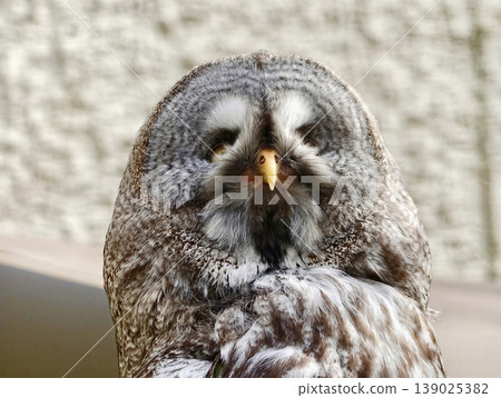Curious Owl Gaze. Contemplative Grey Owl Tilts Head And Gazes Into Camera With Penetrating Yellow Eyes Curious Owl Gaze. Contemplative Grey Owl Tilts Head And Gazes Into Camera With Penetrating Yellow Eyes 139025382