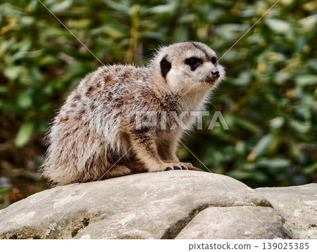 Sunlit Meerkat On Lookout. Alert Meerkat Standing On Glowing Sunlit Stone Surveying Sunlit Meerkat On Lookout. Alert Meerkat Standing On Glowing Sunlit Stone Surveying 139025385