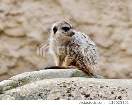 Vigilant Animal On Rocky Outcrop. Sunlit Meerkat Standing Alert Atop Stone Amidst Arid Terrain Vigilant Animal On Rocky Outcrop. Sunlit Meerkat Standing Alert Atop Stone Amidst Arid Terrain 139025391