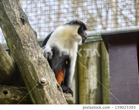 Monkey On Ladder. Monkey Displays Vocal Behavior Atop Wooden Ladder Within Animal Enclosure Of Zoo 139025393