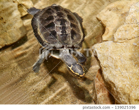 Juvenile Turtle Probes Water With Textured Shell. Hatchling Mata Mata Traverses Mossy Stones In Warm Tones 139025396