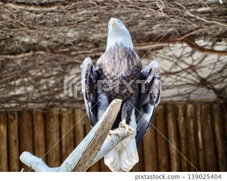 Bird On Branch Surveys Surroundings. Resilient Raptor Stands Vigilant Amidst Natural Environment Scene Bird On Branch Surveys Surroundings. Resilient Raptor Stands Vigilant Amidst Natural Environment Scene 139025404