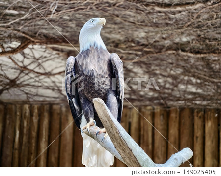 Majestic Bird Resting Atop Wooden Stand. Regal Eagle Positioned On Branch With Attentive Gaze Majestic Bird Resting Atop Wooden Stand. Regal Eagle Positioned On Branch With Attentive Gaze 139025405