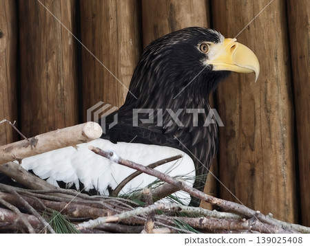 Resilient Black Sea Eagle Surveys Surroundings From Its Nesting Perch With Protective Intent Resilient Black Sea Eagle Surveys Surroundings From Its Nesting Perch With Protective Intent 139025408