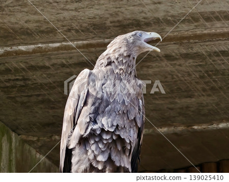 Vulture Resting Patiently. Brown Vulture Exhibits Textured Feathers Reflecting Natural Survival Instincts 139025410