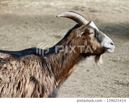 Goat Profile Observation. Brown Goat Gazes Into Distance. Curvedhorned Goat Stands Attentively On Dry Land Goat Profile Observation. Brown Goat Gazes Into Distance. Curvedhorned Goat Stands Attentively On Dry Land 139025414