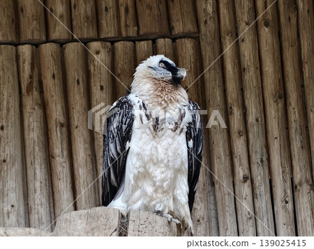 Vulture On Perch. Majestic Bearded Vulture Rests Upright On Wood With Piercing Stare And Textured Feathers 139025415