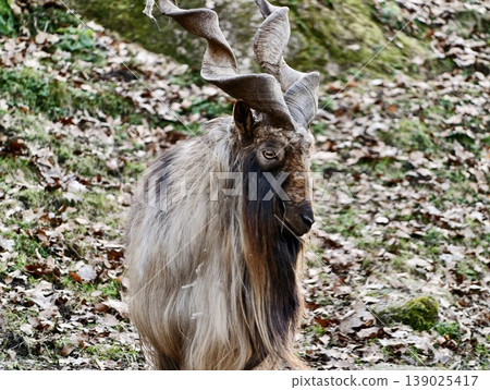Lone Goat With Textured Coat And Intense Stare. Shaggy Goat With Curled Horns On Leaflittered Hillside Lone Goat With Textured Coat And Intense Stare. Shaggy Goat With Curled Horns On Leaflittered Hillside 139025417