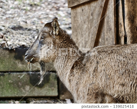 Cautious Stag By Rustic Barn. Quiet Wildlife Scene With Cautious Animal In Rural Morning Setting Cautious Stag By Rustic Barn. Quiet Wildlife Scene With Cautious Animal In Rural Morning Setting 139025418