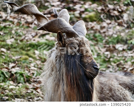 Artistic Portrayal Of Steadfast Goat With Winding Horns Amid Vibrant Seasonal Leaves And Gentle Lighting Artistic Portrayal Of Steadfast Goat With Winding Horns Amid Vibrant Seasonal Leaves And Gentle Lighting 139025420