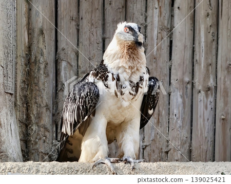 Vulture On Perch. Solitary Bearded Vulture Stands Vigilant On Rocky Ledge With Wings Extended Slightly 139025421