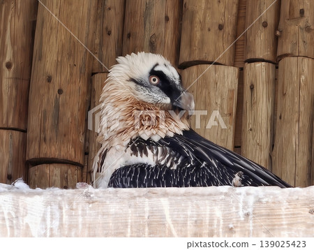 Placide Bearded Vulture Resting On Ledge With Sculptural Feather Layers And Rustic Background 139025423
