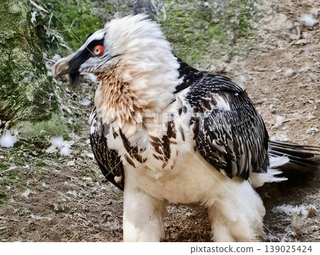Vulture Searches Ground. Large Scavenger Scrutinizes Surface With Focused Intent And Careful Posture 139025424