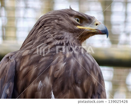 Majestic Eagle Stare. Sharp Focus On Regal Eagle Showcasing Its Piercing Gaze And Lush Feather Details Majestic Eagle Stare. Sharp Focus On Regal Eagle Showcasing Its Piercing Gaze And Lush Feather Details 139025426