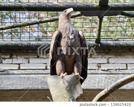 Eagle On Perch. Resilient Bird With Curved Beak And Dense Feathers Rests Calmly Within Enclosure Eagle On Perch. Resilient Bird With Curved Beak And Dense Feathers Rests Calmly Within Enclosure 139025428
