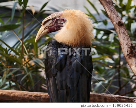 Exotic Bird Display. Brightly Colored Hornbill Rests Amidst Lush Green Plants In Zoo Setting Exotic Bird Display. Brightly Colored Hornbill Rests Amidst Lush Green Plants In Zoo Setting 139025435