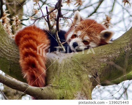 Peaceful Panda Nap. Gentle Red Panda Sleeps Peacefully On Branch With Relaxed Posture And Soft Fur Peaceful Panda Nap. Gentle Red Panda Sleeps Peacefully On Branch With Relaxed Posture And Soft Fur 139025443