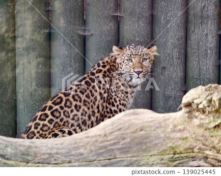 Wildcat Watching Quietly. Graceful Leopard Resting By Fence With Textured Coat And Alert Eyes 139025445