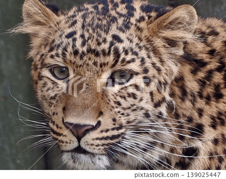 Fierce Look Of Predator. Detailed Depiction Emphasizing Aggressive Stance And Piercing Eyes Fierce Look Of Predator. Detailed Depiction Emphasizing Aggressive Stance And Piercing Eyes 139025447