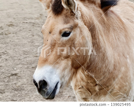 Calm Equine Face In Sunlight. Outdoor Horse Headshot Showcasing Gentle Expression And Natural Lighting Calm Equine Face In Sunlight. Outdoor Horse Headshot Showcasing Gentle Expression And Natural Lighting 139025495