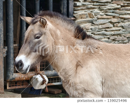 Calm Pony Scene. Tranquil Scene Of Riderless Chestnut Pony Resting Peacefully In Rustic Farm Environment 139025496