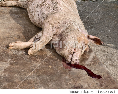 Animal Remains Found On Concrete Surface. Carcass Of Pig With Blood And Mud Stains Present Animal Remains Found On Concrete Surface. Carcass Of Pig With Blood And Mud Stains Present 139025501