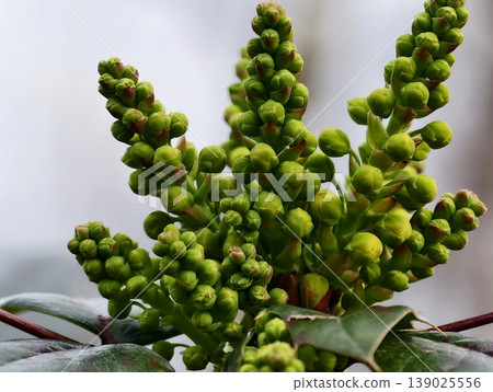 Close View Of Lush Green Flowering Buds. Detailed Shot Of Vibrant Plant With Dew And Colorful Leaves 139025556