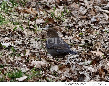 Feathered Bird Forages On Ground. Bird Explores Ground Litter Hoping To Find Hidden Seeds Naturally Feathered Bird Forages On Ground. Bird Explores Ground Litter Hoping To Find Hidden Seeds Naturally 139025557