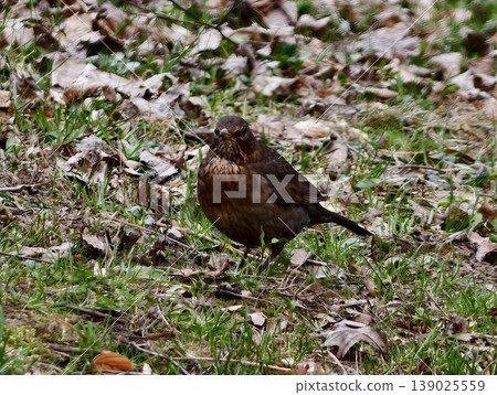 Brown Bird Examines Leaf Litter Carefully. Thrush Carefully Pecks Through Leaf Cover For Food 139025559