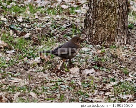 Brown Bird Sitting By Tree Trunk Amidst Leaves. Alert Thrush Positioned On Leafcovered Ground Near Tree 139025560