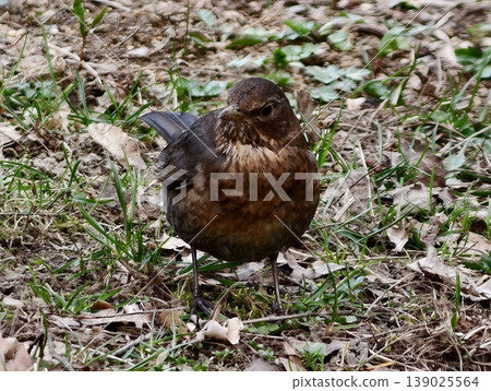 Bird Studies Ground. Brown Thrush Attentively Scrutinizes Dry Leaves And Green Patches In City Park 139025564